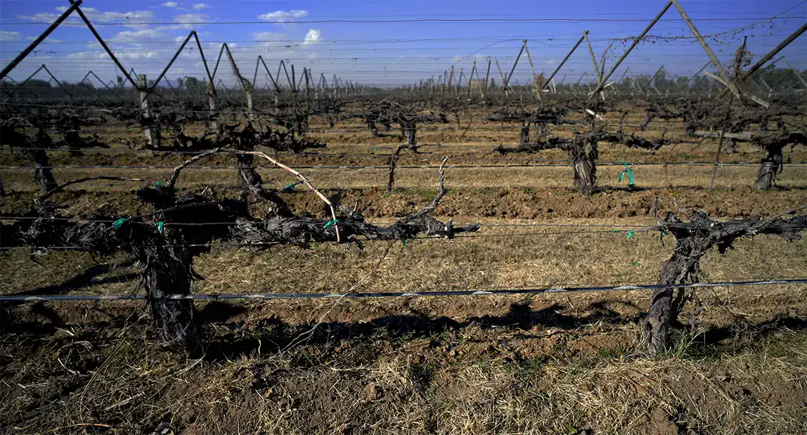 A vineyard with many vines and wires.